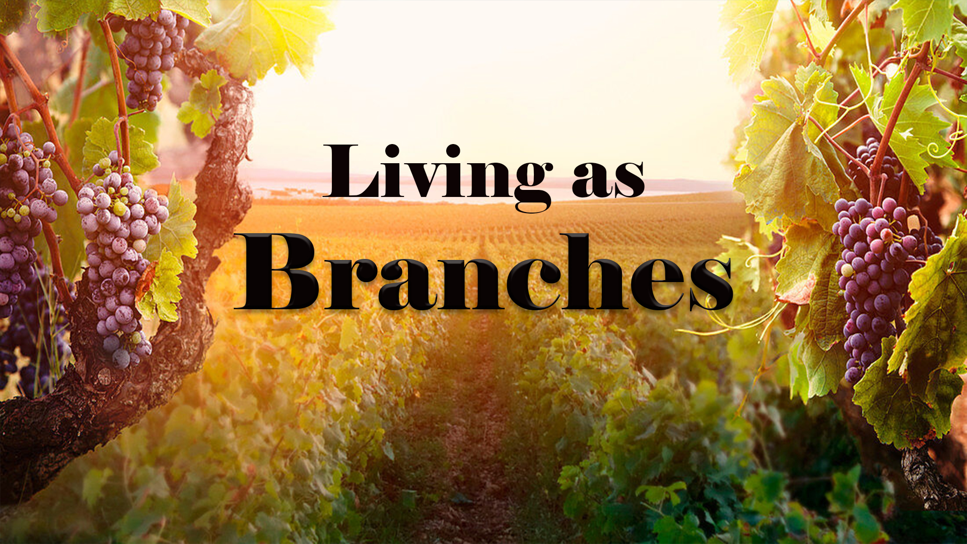 Living as Branches - John 15